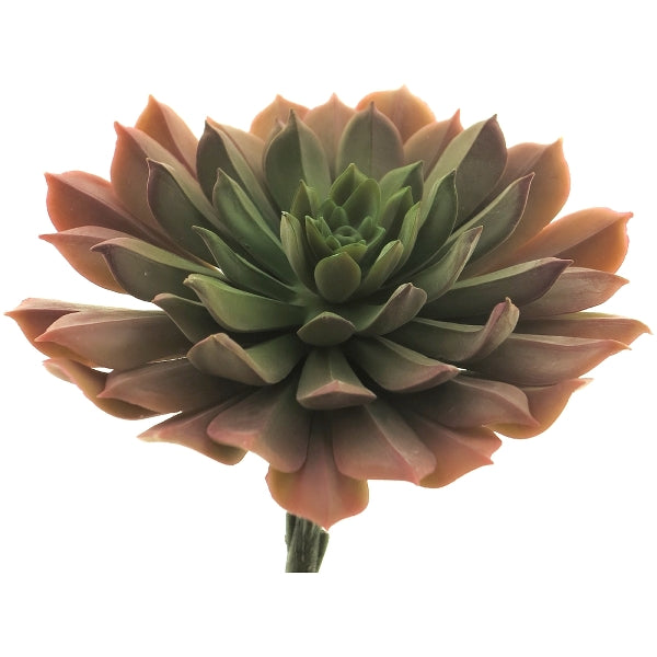 Kunstig Aeonium Rød 15 cm by Exner