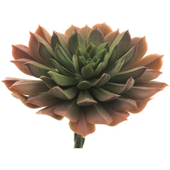 Kunstig Aeonium Rød 15 cm by Exner