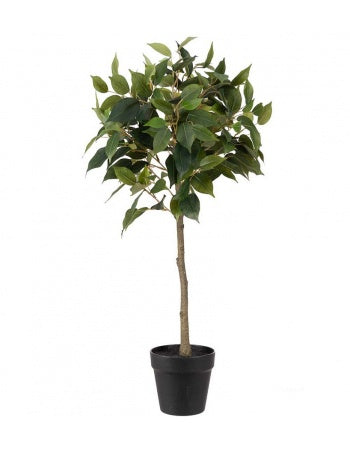 Ficus Benjamina opstammet 75 cm by PH