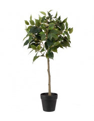 Ficus Benjamina opstammet 75 cm by PH