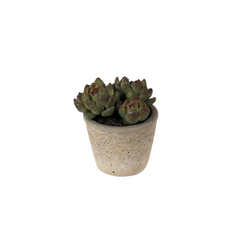 Echeveria in concrete top 12.5cm