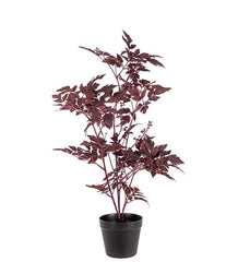 Silverax 75 cm by Mr. Plant