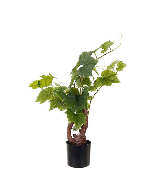 Vinplante 55 cm by Mr. Plant