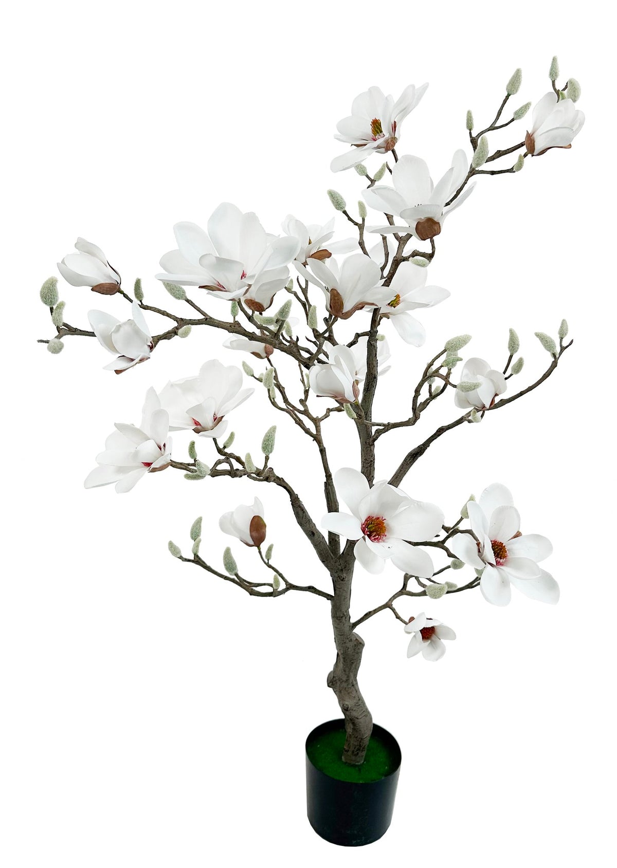 Magnolia Træ i Potte Hvid, 120 cm by ShiShi