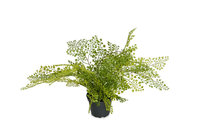 Bregne (Adiantum) i potte 30 cm Kunstig plante