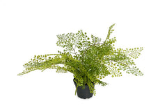 Bregne (Adiantum) i potte 30 cm Kunstig plante