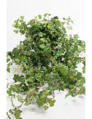 Hedera hængeplante 85 cm grøn