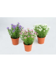 Miniblomster i potte 13 cm