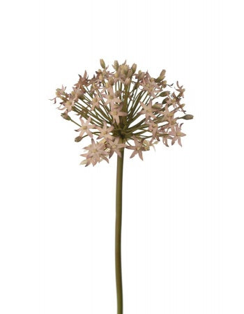 Allium kunstig blomst 50 cm lilla