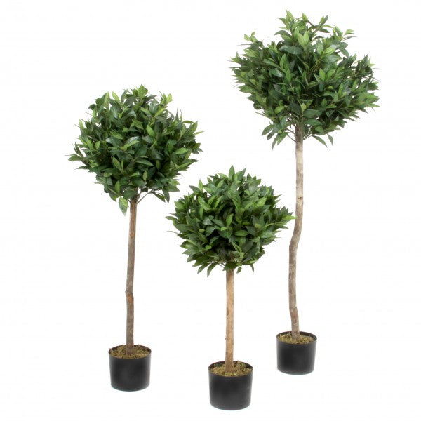 Lorbeer-Kugelbaum, getopft, 90 cm, green