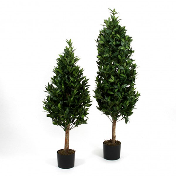 Lorbeerbaum, getopft, 120 cm, green
