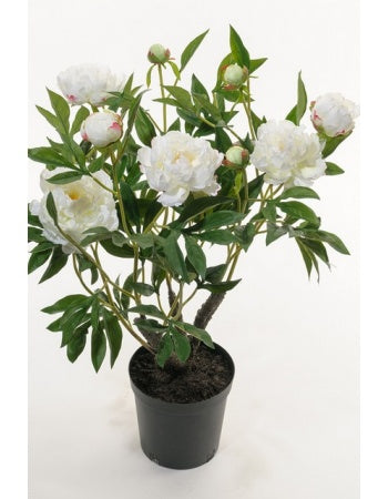 Peony 80 cm. white