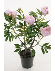 Peony 80 cm. light pink