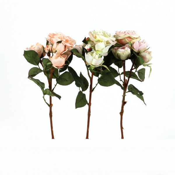 Tearose "Brighton", 39 cm, 2 Bluten3 Bud green-pink
