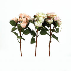 Tearose "Brighton", 39 cm, 2 Bluten3 Bud green-pink