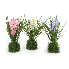 Hyazinthe 25.5 cm, im Grasballen, cream