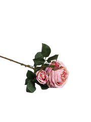 Rose "Cambridge" long-stemmed, 64 cm 123