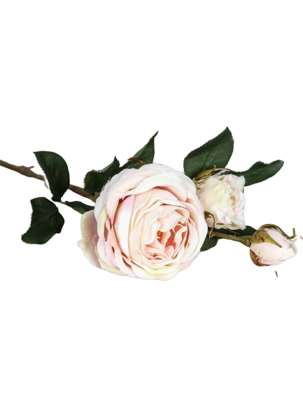 Rose "Cambridge" long-stemmed, 64 cm 1 /
