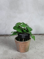 Basil and AT pot L