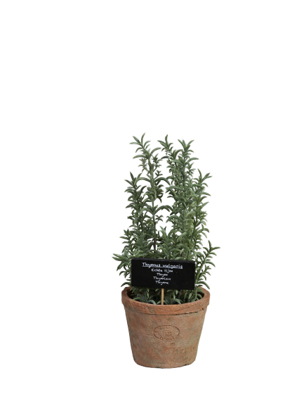 Thyme and AT pot L