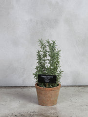 Thyme and AT pot L