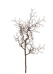 Weidenzweig 60 cm – Naturtro gren til dekoration