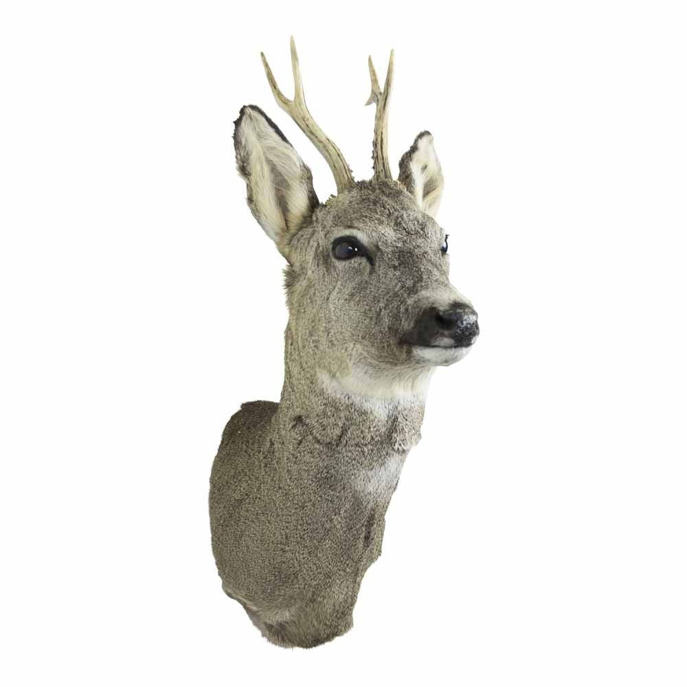 Trofæ – Råbuk (Capreolus capreolus)