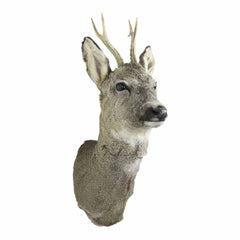 Trofæ – Råbuk (Capreolus capreolus)