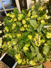 Bumblebee vine 150cm green
