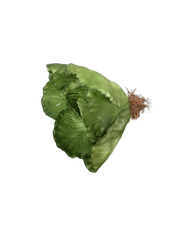 Lettuce