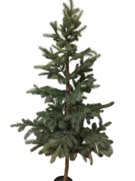 Pinetree