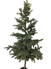 Pinetree
