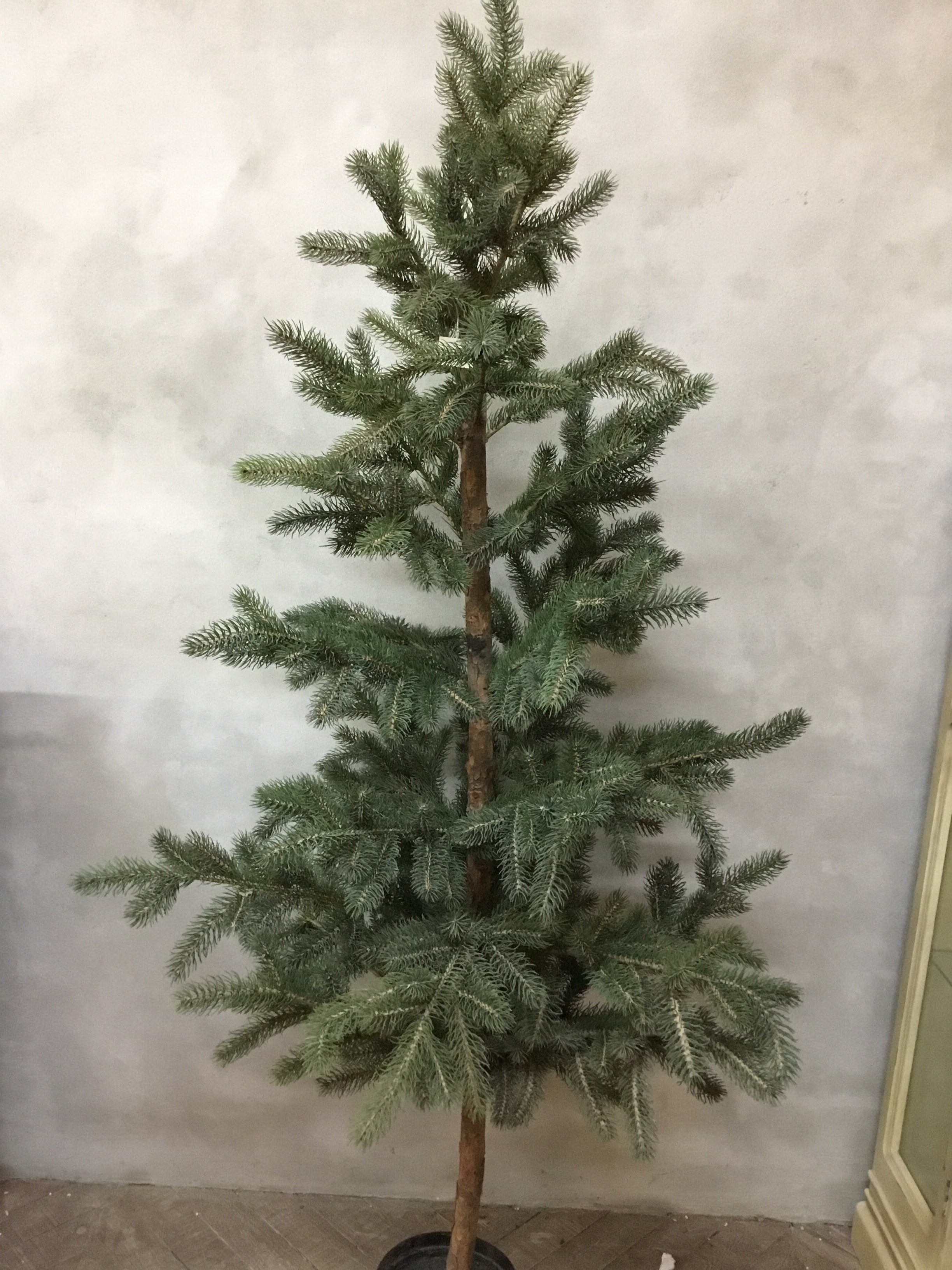 Pinetree