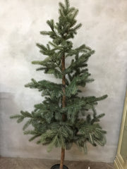 Pinetree