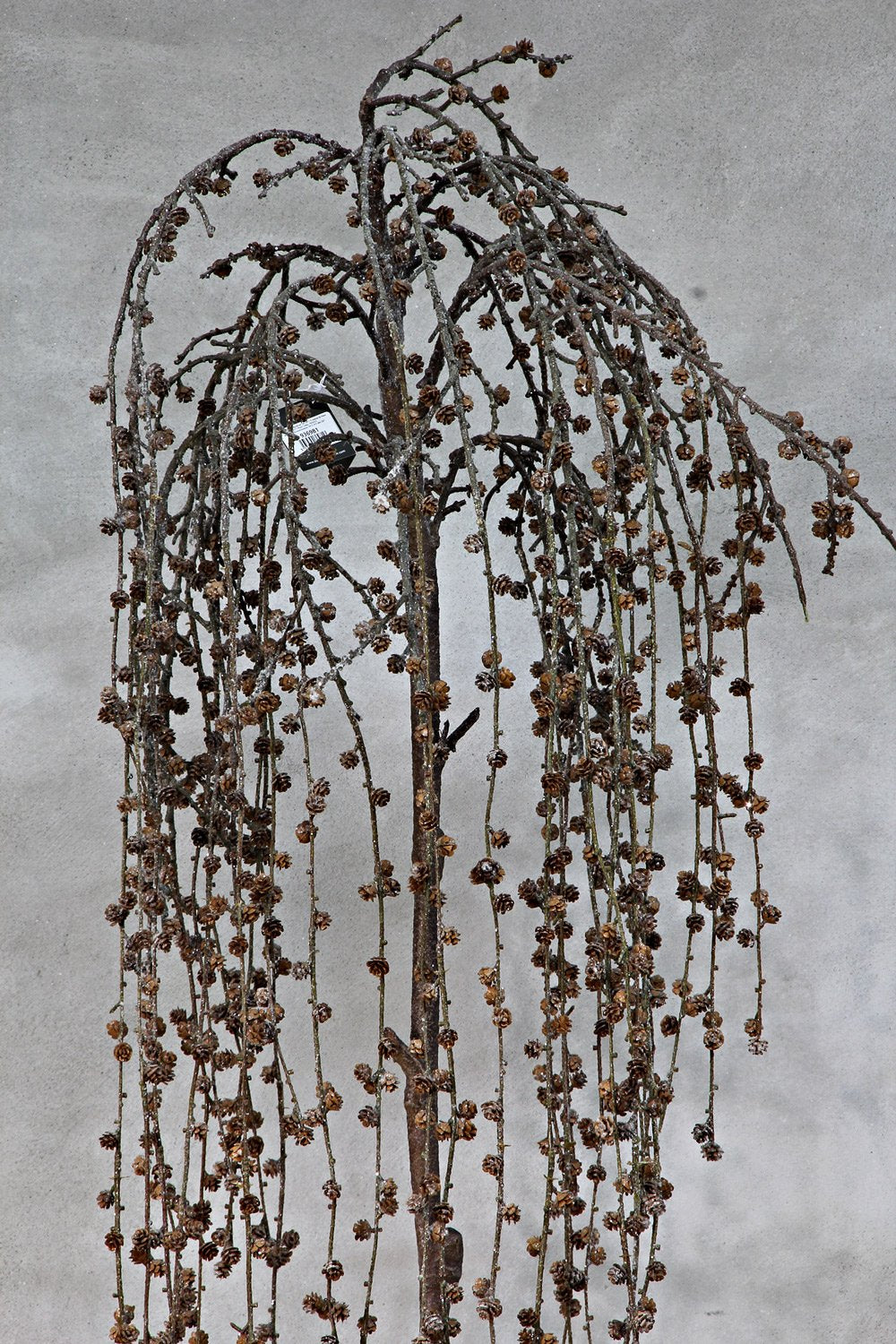 Wood with cones