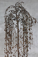 Wood with cones
