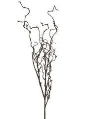 Curly twig branch