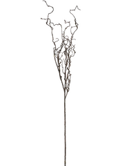 Curly twig branch
