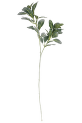 The lamb's ear plant